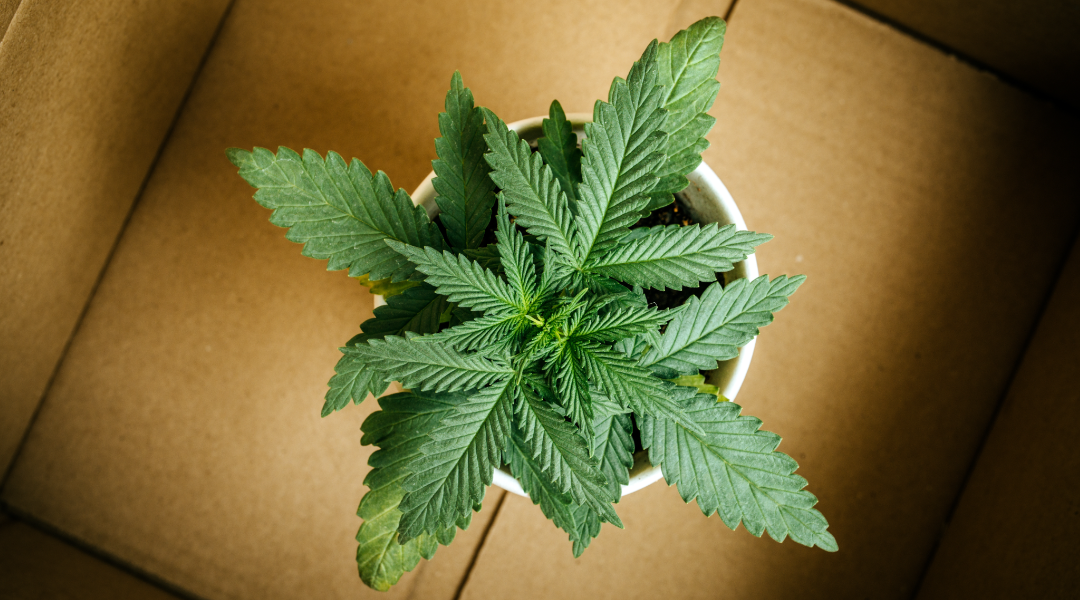 Industrial Hemp? What is all this talk about?